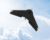 Parrot Disco Drone mit Autopilot